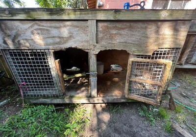 Inhumane dog fighting ring exposed in Daytona Beach; animals rescued.