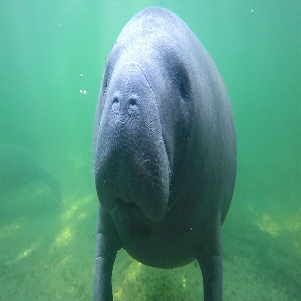 Volunteers Needed for Manatee Watch Program