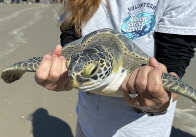 Pictures of Today's Turtle Release in Ponce Inlet