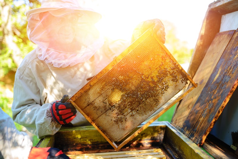 Hands-On Learning at Beginner Beekeeping Workshop