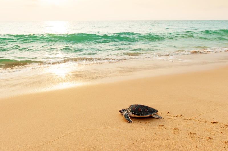 First Sea Turtle Nest of the Year